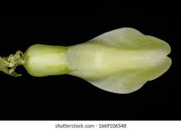 Attēlu rezultāti vaicājumam “Astragalus glycyphyllos flower”