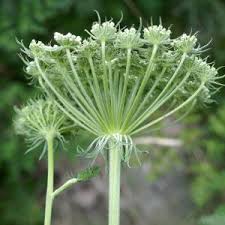 Attēlu rezultāti vaicājumam “Libanotis montana”