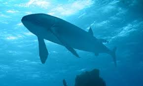 Image result for Leeds Sharks