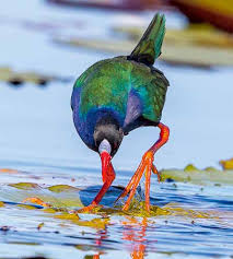 Image result for Porphyrio alleni