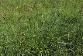 Attēlu rezultāti vaicājumam “Carex vulpina”