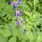 Attēlu rezultāti vaicājumam “Galega orientalis fruit”