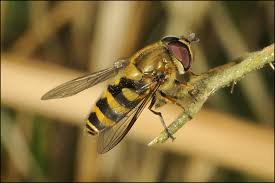 Attēlu rezultāti vaicājumam “Syrphus sp. imago”
