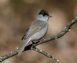 Attēlu rezultāti vaicājumam “Sylvia atricapilla male”