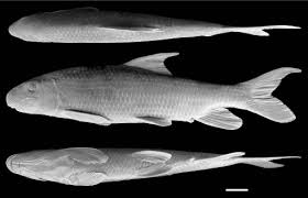 Image result for Moxostoma duquesnei