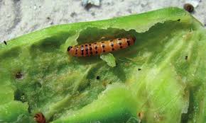 Attēlu rezultāti vaicājumam “Cystiphora sanguinea larva”