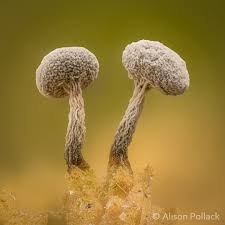 Attēlu rezultāti vaicājumam “Physarum leucophaeum macro”