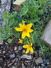 Attēlu rezultāti vaicājumam “Erysimum cheiranthoides flower”