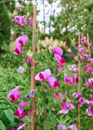 Attēlu rezultāti vaicājumam “Lathyrus latifolius flower”