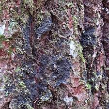 Attēlu rezultāti vaicājumam “Parmeliella triptophylla”