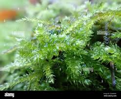 Attēlu rezultāti vaicājumam “Eurhynchium striatum”