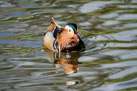 Attēlu rezultāti vaicājumam “Aix galericulata”