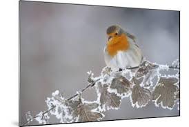 Attēlu rezultāti vaicājumam “Erithacus rubecula adult”