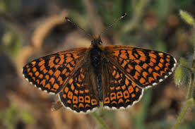 Attēlu rezultāti vaicājumam “Melitaea cinxia upperside”