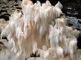 Attēlu rezultāti vaicājumam “Hericium coralloides”