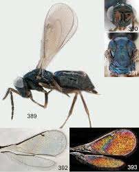 Attēlu rezultāti vaicājumam “Cystiphora sanguinea”