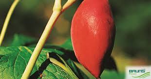 Attēlu rezultāti vaicājumam “Podophyllum hexandrum fruit”