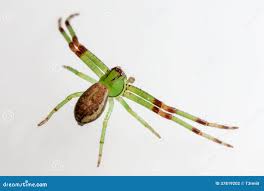 Attēlu rezultāti vaicājumam “Diaea dorsata”