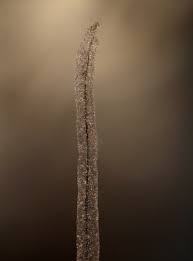 Attēlu rezultāti vaicājumam “Stemonitis axifera var. smithii macro”