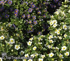 Image result for Exacum affine