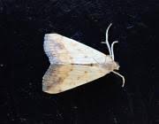 Attēlu rezultāti vaicājumam “Evergestis extimalis”