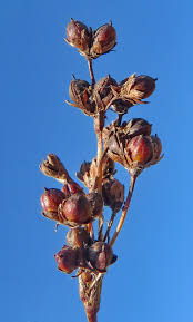 Attēlu rezultāti vaicājumam “Juncus compressus”