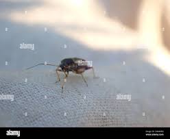 Attēlu rezultāti vaicājumam “Polymerus palustris”