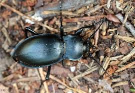 Attēlu rezultāti vaicājumam “Carabus glabratus”