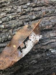 Attēlu rezultāti vaicājumam “Diderma chondrioderma sessile”