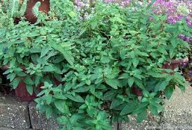 Image result for Mentha piperita