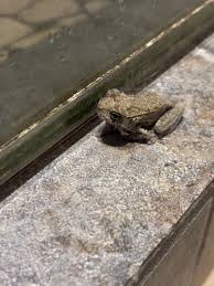 Image result for Bath Amphibians