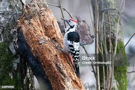 Attēlu rezultāti vaicājumam “Dendrocopos leucotos”