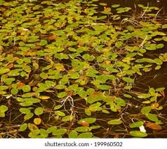 Attēlu rezultāti vaicājumam “Potamogeton natans leaf”