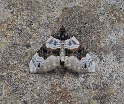 Attēlu rezultāti vaicājumam “Cosmorhoe ocellata”