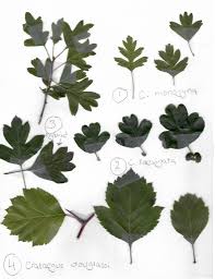 Attēlu rezultāti vaicājumam “Crataegus laevigata leaf”