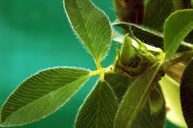 Attēlu rezultāti vaicājumam “Trifolium medium leaf”