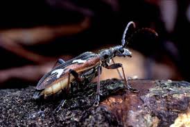 Attēlu rezultāti vaicājumam “Rhagium mordax”