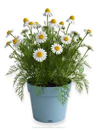 Image result for Matricaria recutita (chamomilla)