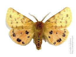 Attēlu rezultāti vaicājumam “Rhyparia purpurata”