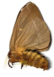 Attēlu rezultāti vaicājumam “Saturniidae”