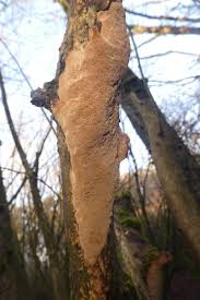 Attēlu rezultāti vaicājumam “Phellinus ferruginosus”