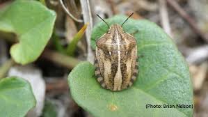Attēlu rezultāti vaicājumam “Eurygaster testudinaria nymph”