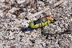 Attēlu rezultāti vaicājumam “Anarta myrtilli larva”