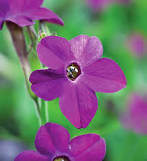 Image result for Nicotiana x sanderae