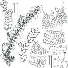 Attēlu rezultāti vaicājumam “Lejeunea cavifolia”