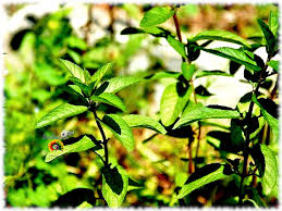 Image result for Menta x piperita