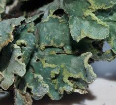 Attēlu rezultāti vaicājumam “Parmelia sulcata”