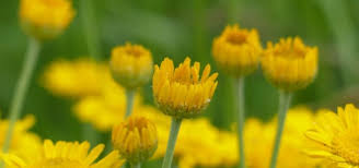 Image result for Färberkamille