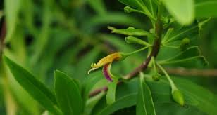 Attēlu rezultāti vaicājumam “Scrophulariaceae”