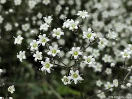Attēlu rezultāti vaicājumam “Gypsophila paniculata”
